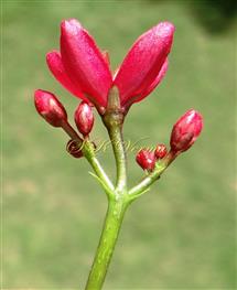   Inflorescence with one opened female flower, rest male and female flowers unopened